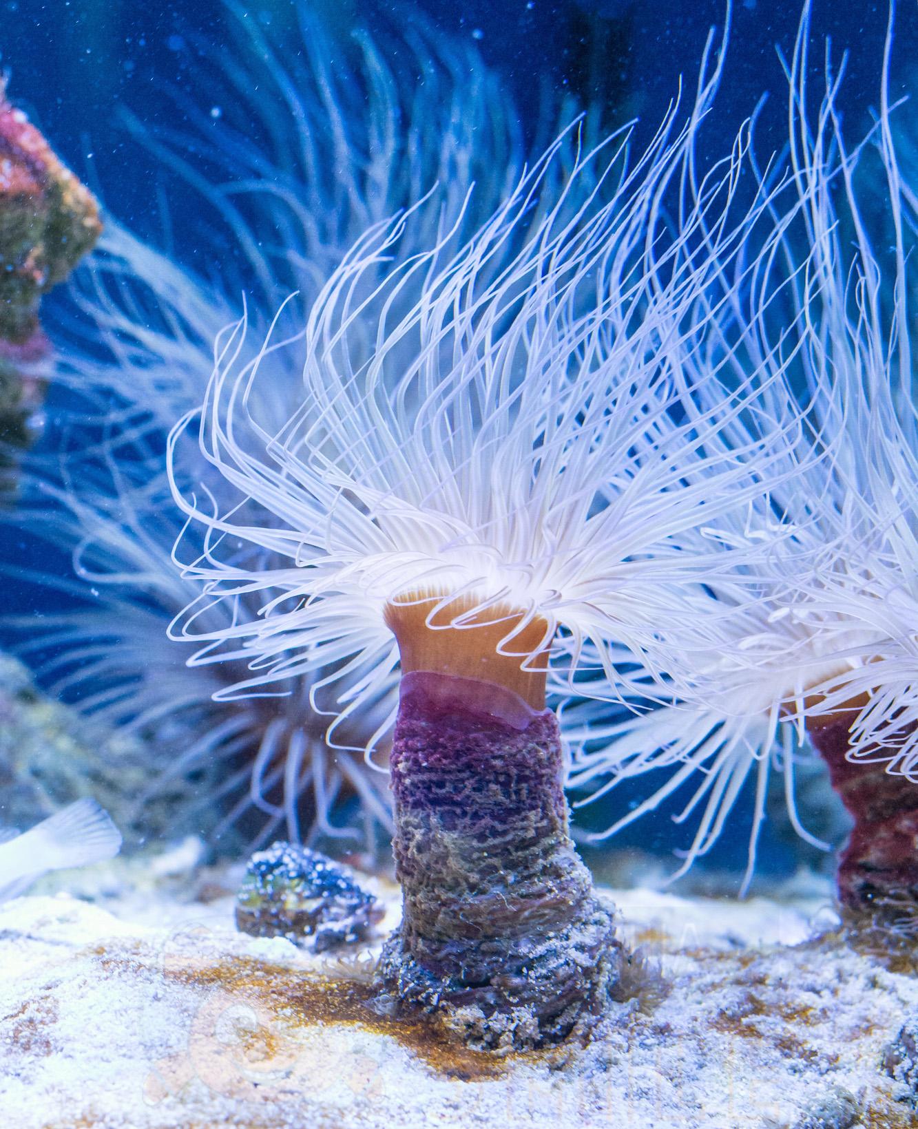 Анемон Cerianthus membranaceus, Tube Anemone White