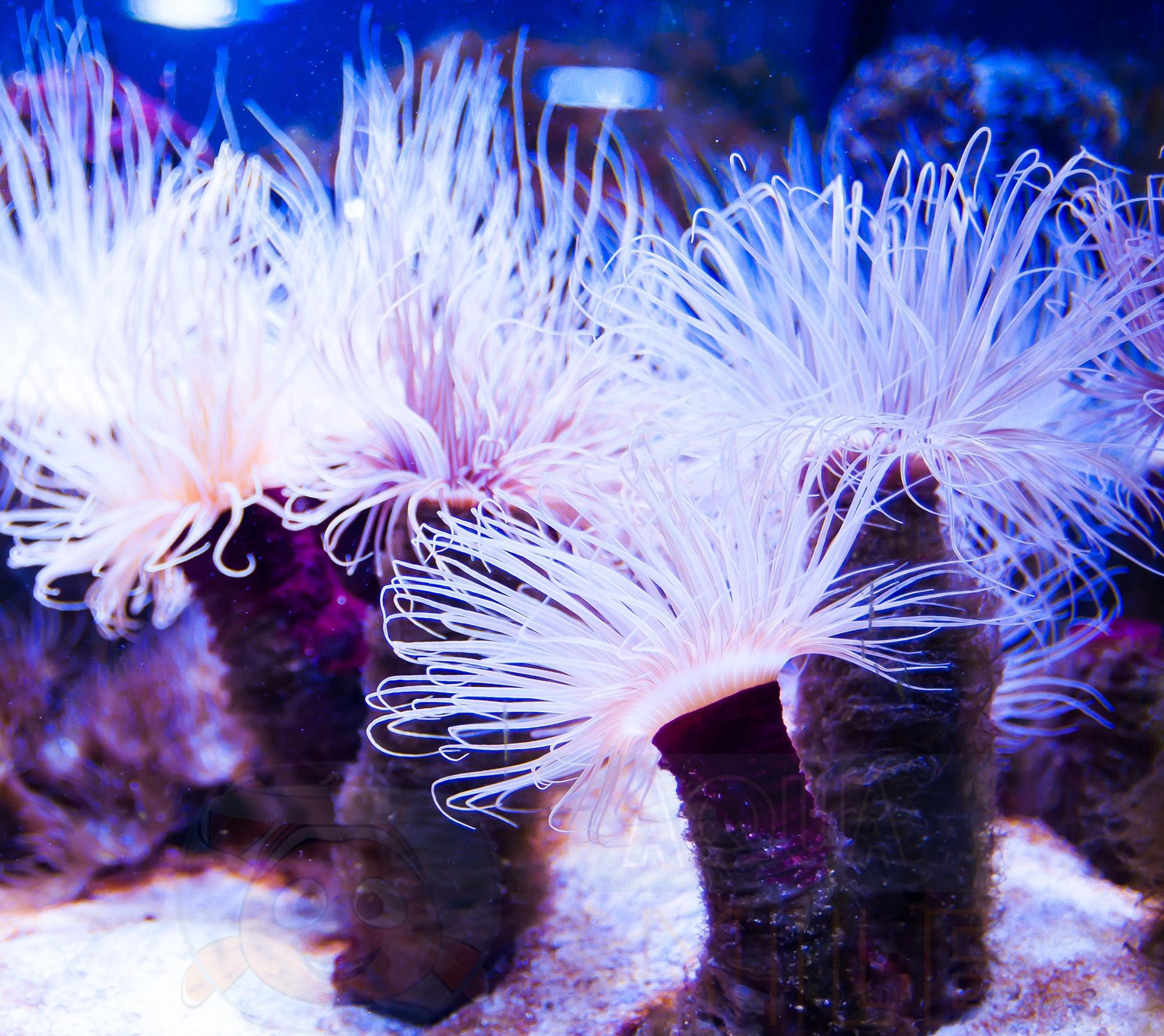 Анемон Cerianthus membranaceus, Tube Anemone White 68069