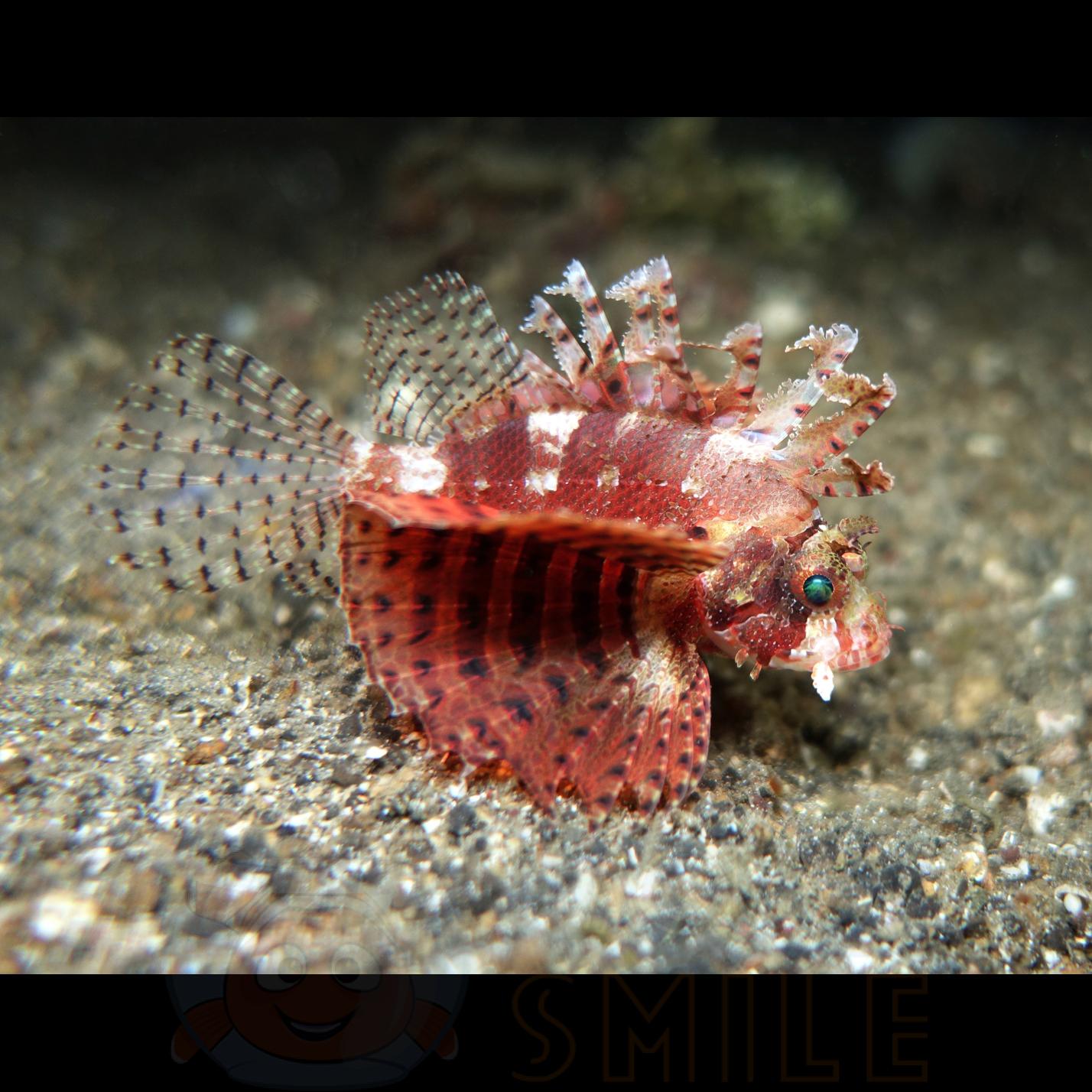 Риба Dendrochirus Brachypterus, Shortfin Lionfish