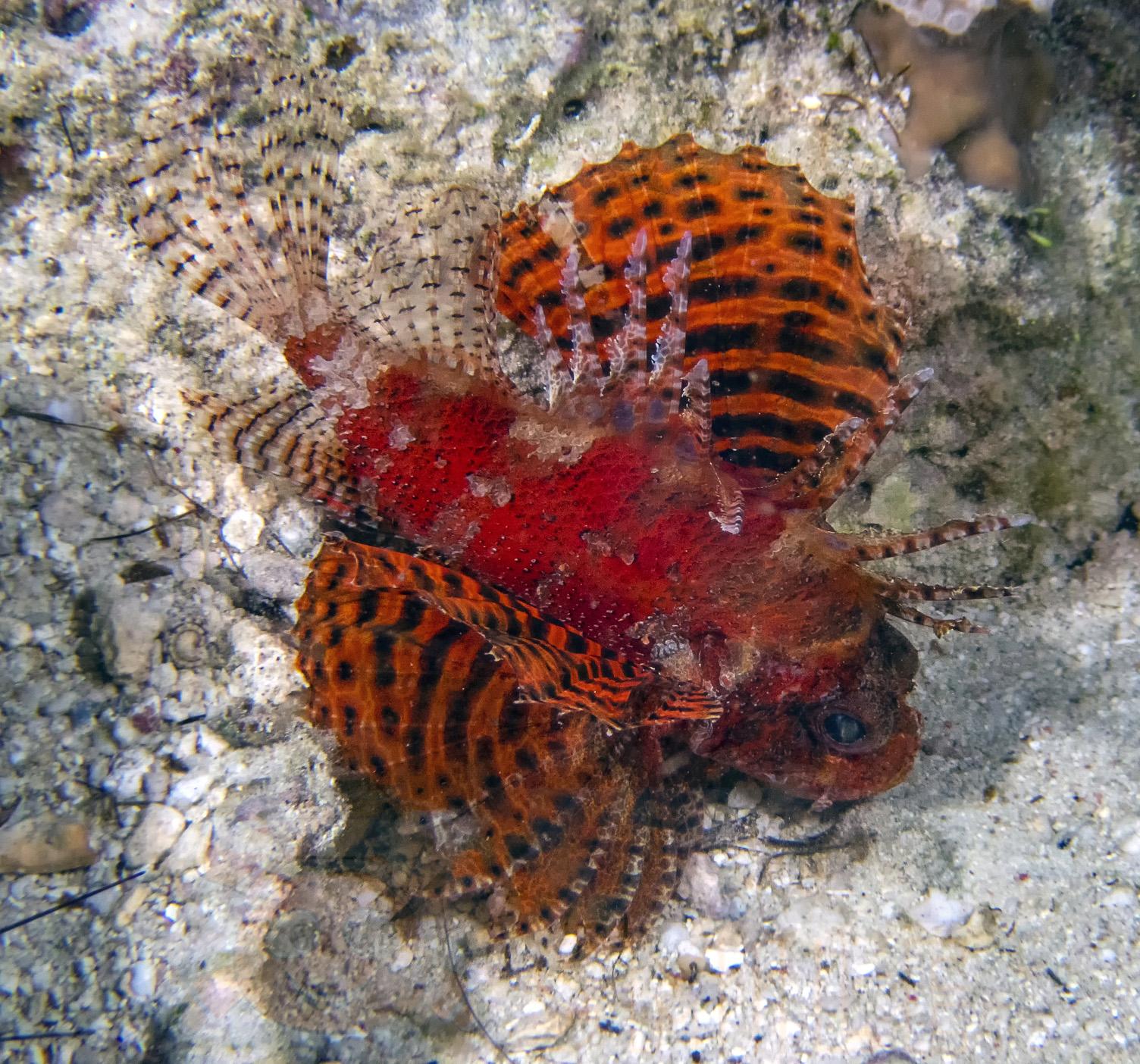Риба Dendrochirus Brachypterus, Shortfin Lionfish 67941