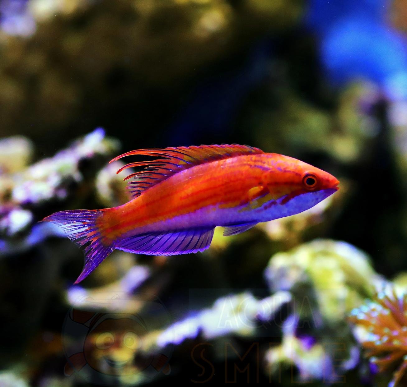 Риба губан Paracheilinus Carpenteri, Carpenter’s Flasher Wrasse 67949