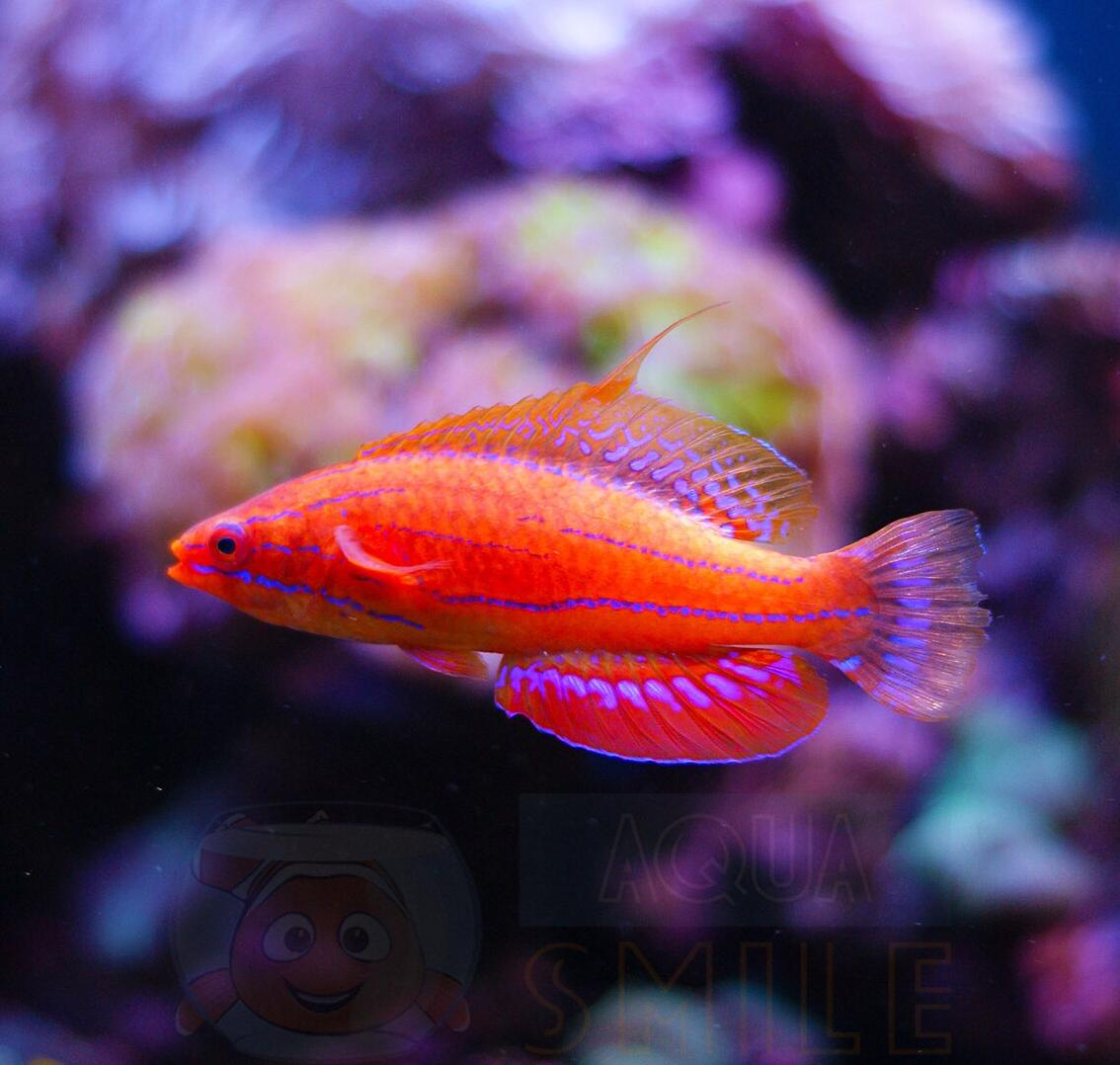 Риба губан Paracheilinus Carpenteri, Carpenter’s Flasher Wrasse