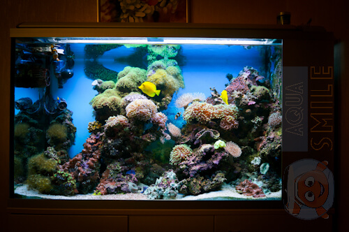 Морський акваріум фото