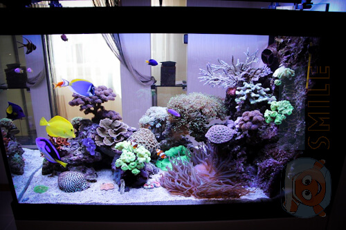Морський рифовий акваріум з тумбою фото