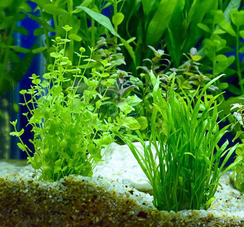 Добрива для акваріумних рослин фото