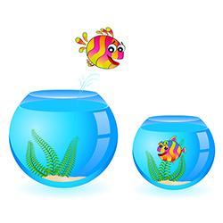 Как запускать рыбок в аквариум