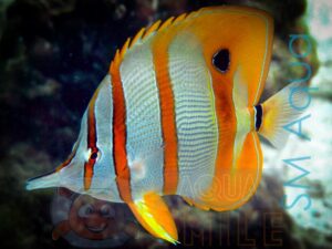 Рыба бабочка Chelmon rostratus, Copperbanded Butterflyfish