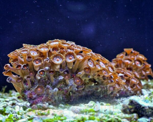 Коралл мягкий Palythoa sp, Button Polyps Red