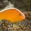 Риба клоун Amphiprion sandaracinus, Orange Anemonefish