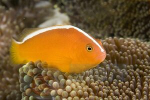 Риба клоун Amphiprion sandaracinus, Orange Anemonefish