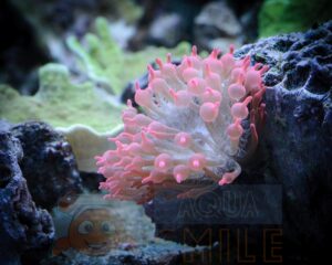 Анемон Entacmaea sp, Anemone Corn Red S