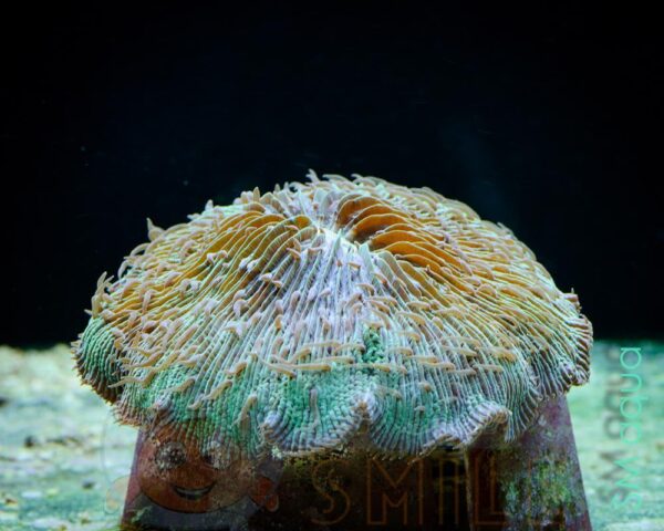 Коралл LPS Cycloseris sp, Plate Coral Green