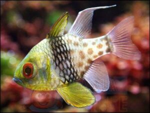Рыба Sphaeramia nematoptera, Polka-dot Cardinalfish
