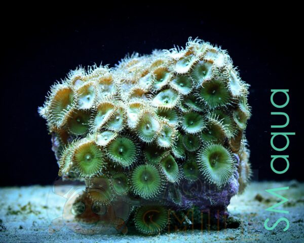 Коралл мягкий Zoanthus sp, Sand Polyps Long Green Tentacle Chocolate