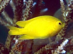 Риба Pomacentrus moluccensis (Yellow Damsel)