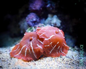 Корал м'який Discosoma sp, Mushrooms Red