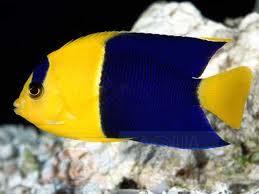 Риба ангел Centropyge bicolor, Bicolor Angelfish