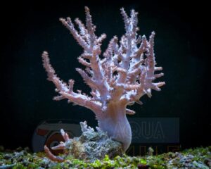 Корал м'який Sinularia flexibilis, Finger Soft