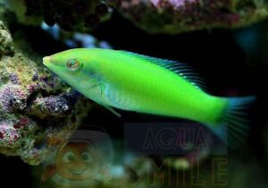 Риба губан Halichoeres chloropterus (Green Wrasse)