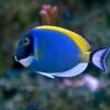 Рыба хирург Acanthurus leucosternon, Yellow-tailed Powder-blue Tang