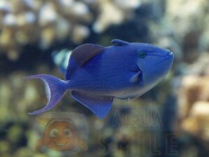 Риба спиноріг Odonus niger, Redtooth Triggerfish