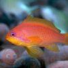 Риба Pseudanthias squamipinnis, Lyretail coral fish Indian Ocean (самець)