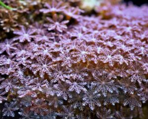 Корал м’який Anthelia sp, Anthellia Blue Short Tentacle