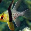 Рыба Sphaeramia nematoptera, Polka-dot Cardinalfish 12821