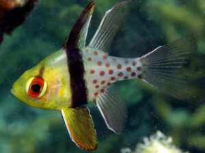 Рыба Sphaeramia nematoptera, Polka-dot Cardinalfish