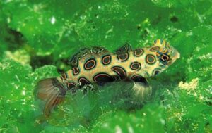 Риба Synchiropus picturatus, Psychedelic Fish