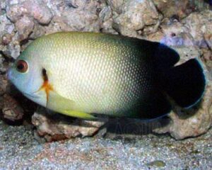 Риба ангел Centropyge vroliki, Pearscale Angelfish