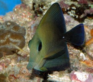 Риба Zebrasoma scopas, Brown Sailfin Tang L