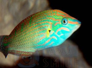 Риба губан Halichoeres melanurus, Orange-tipped Rainbowfish