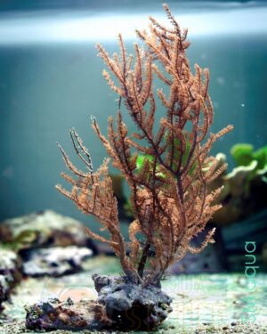Корал м’який Pinnigorgia sp.