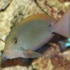 Риба хірург Acanthurus nigrofuscus, Spot-cheeked Surgeonfish 34468