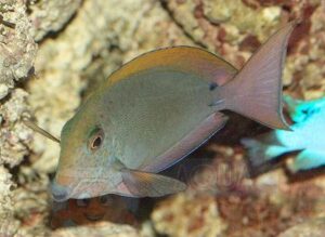 Риба хірург Acanthurus nigrofuscus, Spot-cheeked Surgeonfish
