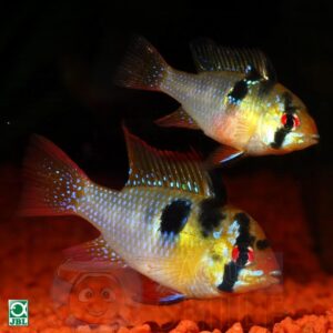 Корм для цихлид гранулы JBL Grana Cichlid Premium