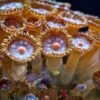 Коралл мягкий Palythoa sp, Button Polyps Red 12892