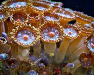Корал м’який Palythoa sp, Button Polyps Red