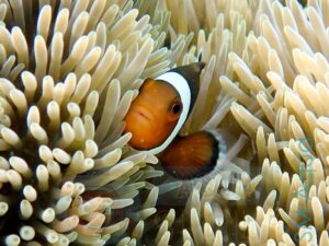 Рыба Amphiprion ocellaris, Clownfish разводная