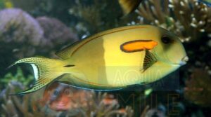 Риба хірург Acanthurus olivaceus, Orange-epaulette Surgeonfish