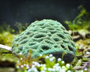 Корал LPS Favia spp, Pineapple Coral Green