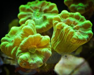 Корал LPS Caulastraea sp, Candycane Pipe Small Green Metalic