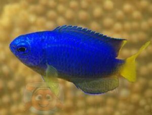 Рыба Pomacentrus coelestis, Blue Damselfish