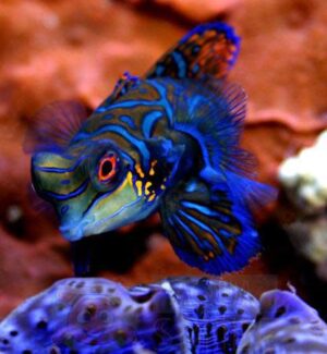 Риба Synchiropus splendidus, Mandarinfish