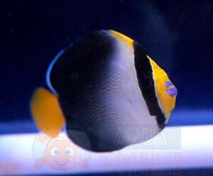 Риба Chaetodontoplus mesoleucus, Vermiculated Angelfish