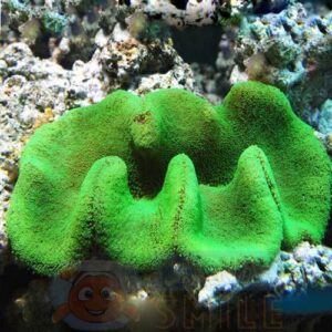 Анемон Stichodactyla sp