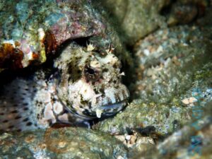 Риба Salarias fasciatus, Jewelled Rockskipper