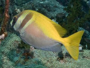 Рыба Siganus virgatus, Double-barred Spinefoot