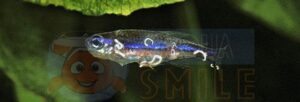 Ліки для рибок проти хробаків та паразитів Prodibio Worms & Parasites Fresh 6 ампул